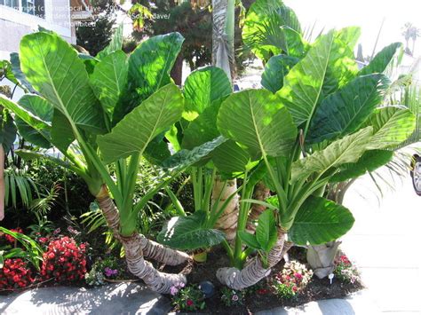 There are 23 upright elephant ear for sale on etsy, and they cost $19.40 on average. PlantFiles Pictures: Upright Elephant Ear, Giant Taro ...