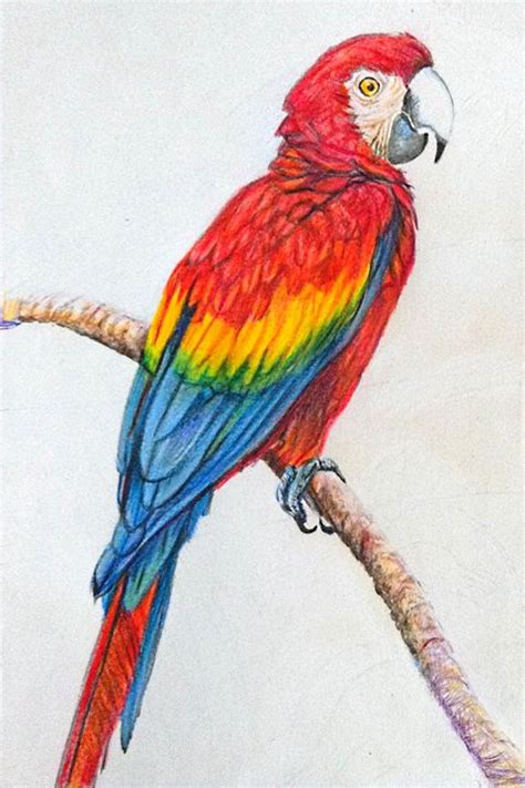 Parrot Sketch Drawing At Explore Collection Of