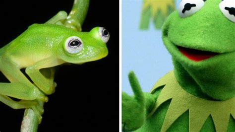 Real Life Kermit The Frog Found In Costa Rica
