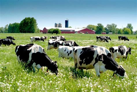 Milking The Dairy Industry Ludwig Von Mises Institute Canada