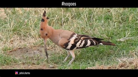Hoopoe Wildlife Birdlife Hoopoe Bird Youtube