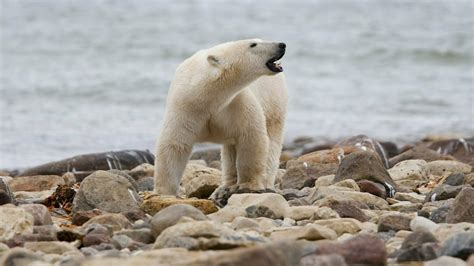 Polar Bear Numbers In Canadas Western Hudson Bay Are Declining Npr
