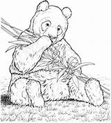 Panda Colouring Bamboo Picolour sketch template