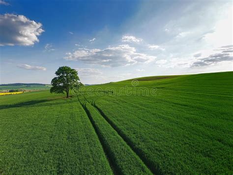 Oak Tree In Field Of Green Corn With Blue Sky Stock Photo Image Of