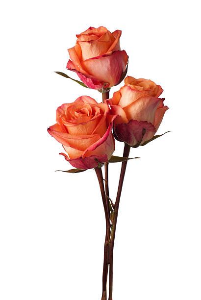 3 Rose Bouquet Stock Photos Pictures And Royalty Free Images Istock