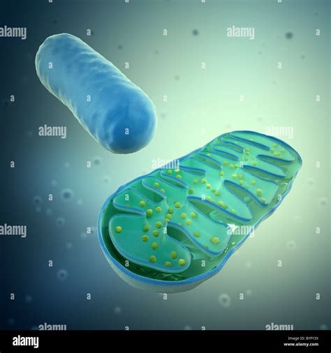 3d Rendering Di Un Mitochondrium Illustrazione Di Microbiologia Foto