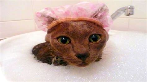 Cat In Bath Rwetcats