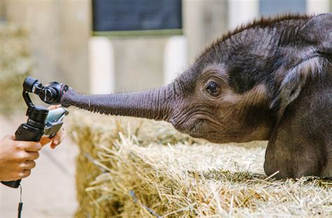 Baby Elephant Makes Public Debut At Zoo Pittsburgh In Focus