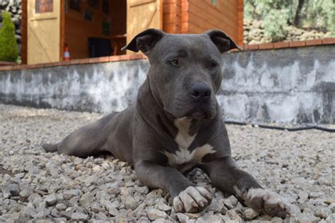 Discover pitbull west coast collection. Justice for Burberry - Wie ein Mann seinen Assistenzhund ...