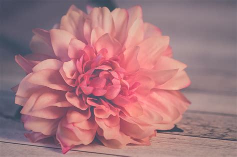 Darmowe Zdjęcia różowy kwiat Natura romantyczny Słodkie tło