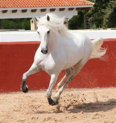 andalusian stallion photo image animals pets farm animals horses images  photo community