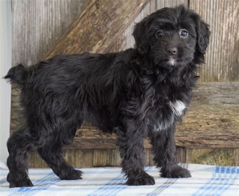 Mini Aussiedoodle For Sale Fredericksburg Oh Female Nelly Ac