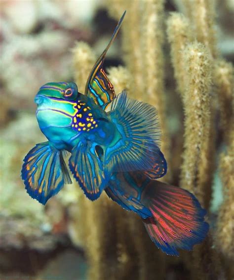 Amazing Deep Sea Creatures Beautiful Sea Creatures Ocean Creatures