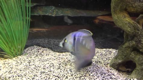 African Cichlid Deep Water Hap Cichlids Adult Male Youtube