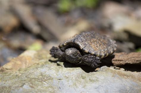 Baby Common Snapping Turtle On A Hike Through Cuyahoga Valley National