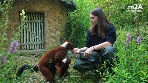 Vidéo Découvrez Le Métier De Soigneur Animalier ⋆ Zoo De Mulhouse