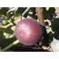 Best Figs For Cold Weather Tips Growing Hardy Chicago Fig Trees