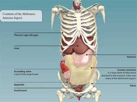 Thought it was a pulled muscle, however it's been a month and it's only getting worse? 5: THE ABDOMEN | Basicmedical Key