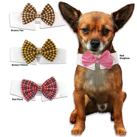Small Dog Bow Tie Collar On A White Shirt Collar For Small Dogs Small