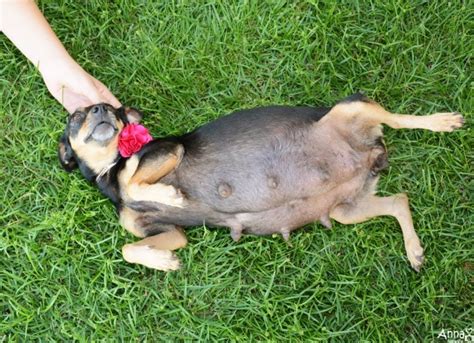 This Pregnant Dog Sat For The Most Adorable Maternity Photo Shoot