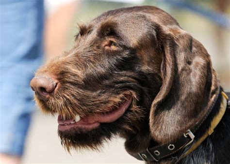 german wirehaired pointer information  pictures petguide