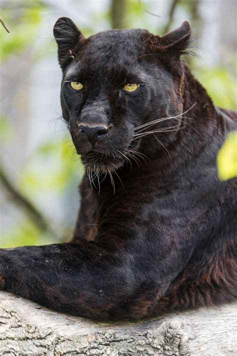 Blacky On The Branch Black Panther Cat Black Jaguar Animal Panther Cat