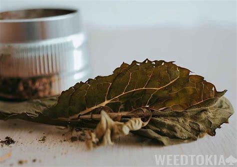 Smokable Herbs Guide Popular Types And Effects 2023 Weedtokia