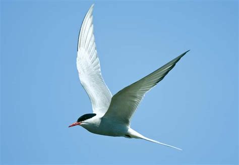 Arctic Tern Bird