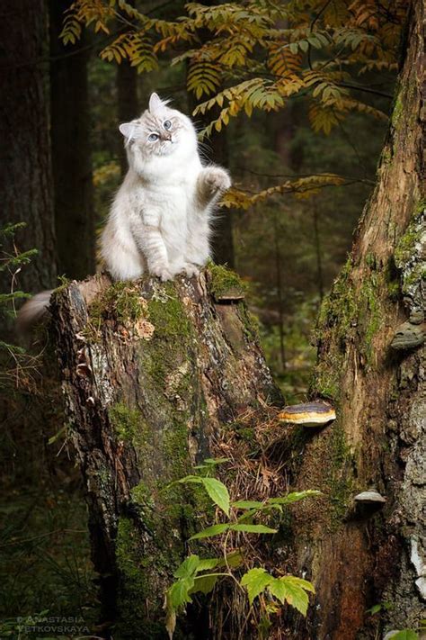 Cat In The Forest By Anastasia Vetkovskaya On 500px Warrior Cats