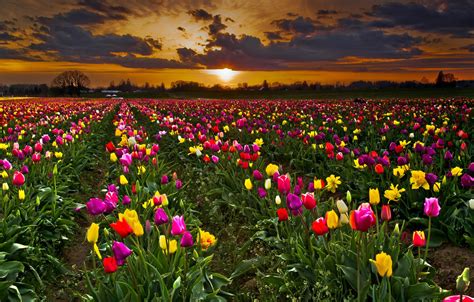 Wallpaper Field The Sky Sunset Flowers Clouds Tulips Plantation
