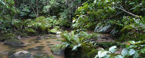 The wonders of the Wet Tropics World Heritage Area - Australia Post