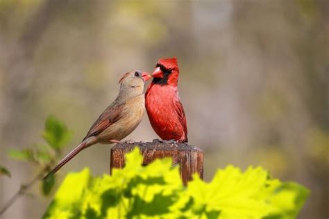 Northern Red Cardinal Top Facts For 2022