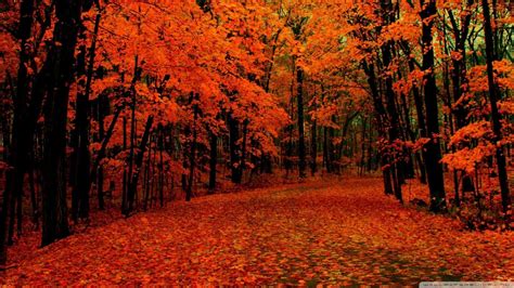 10 Most Popular Autumn Hd Wallpapers 1080p Full Hd 1080p For Pc Desktop