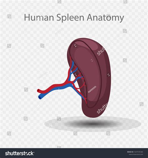 Human Spleen Anatomy Vector Illustration Stock Vector Royalty Free