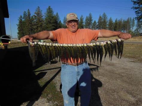 Perch Are Biting At Flathead Lake Montana Hunting And Fishing