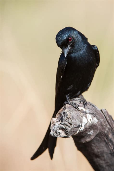 Wild Facts Sabi Sabi Private Game Reserve Fork Tailed Drongo