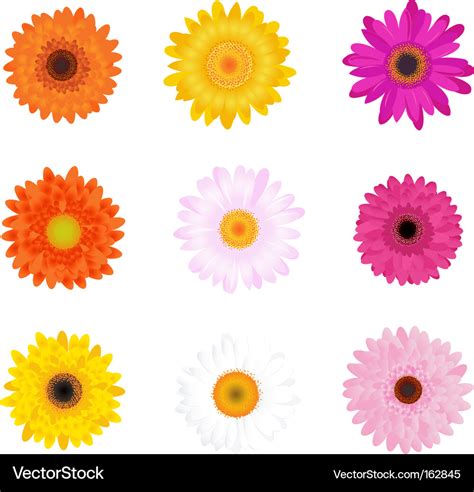 Colourful Daisies Royalty Free Vector Image Vectorstock