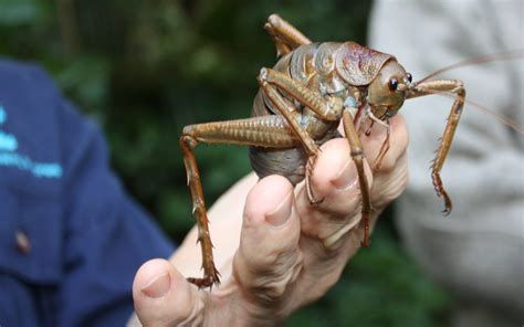 Giant Step For Giants Of The Insect World Local Matters
