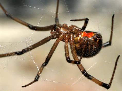 Widow Spider Month 11 Flickr Photo Sharing
