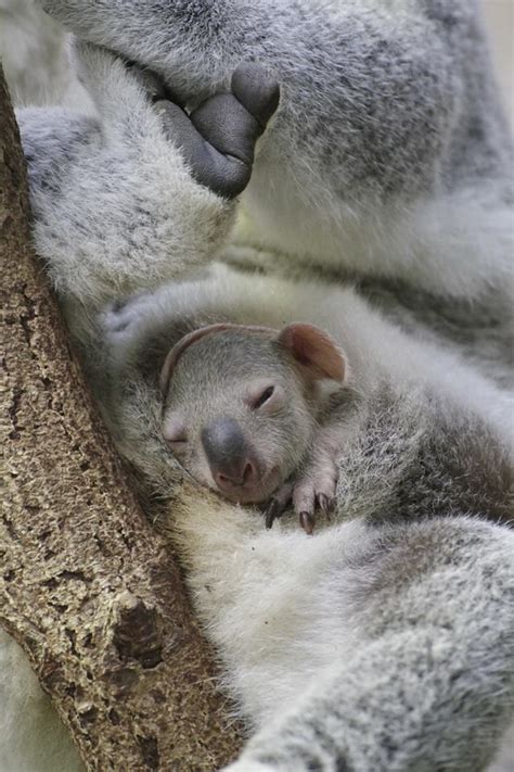 Adorable Koala Baby Snoozing In Moms Pouch How Stinkin Cute Is This