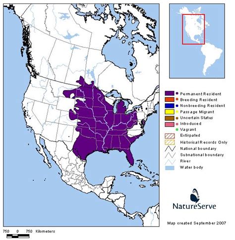 Eastern Fox Squirrel Montana Field Guide