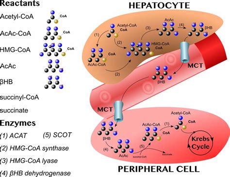 In Hepatocytes Acetyl Coenzyme A Acetyltransferase Acat Combines