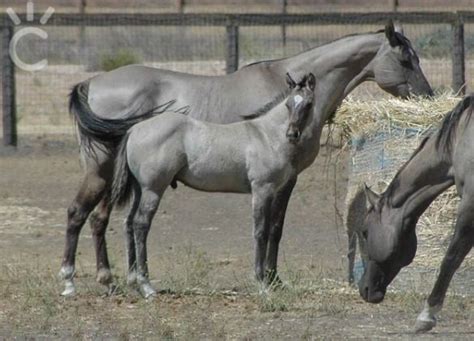 Palomino & buckskin roans can be very hard to distinguish. blue roan / silver buckskin | Grulla horse, Horses, Horse ...