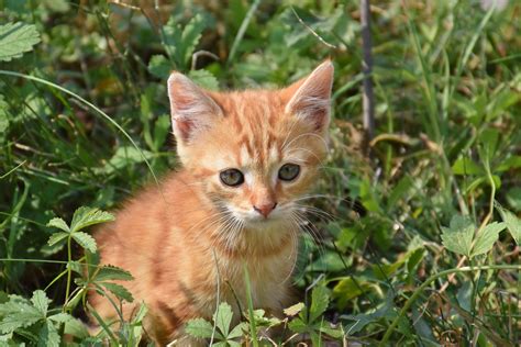 Kostenlose Bild Natur Tier Niedlich Gelb Rasen Katze Kätzchen