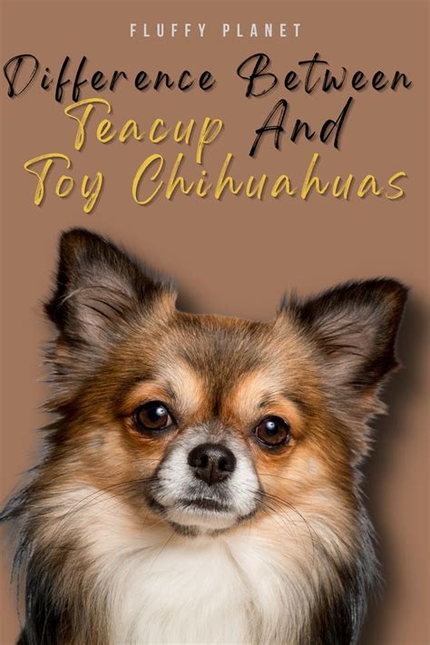 Teacup Vs Toy Chihuahuas What You Need To Know