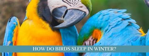 Best 20 Ways How Birds Sleep Updated 2021 Zoological World