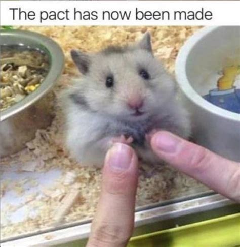 29 Of The Cutest Hamster Memes We Could Find So Far Let S Eat Cake