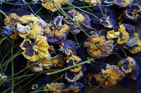 dried pansies | Types of flowers, Dried flowers, Pansies