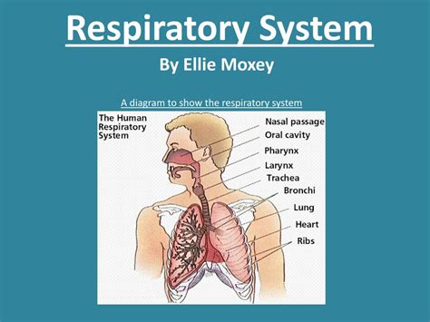 Presentation On The Respiratory System