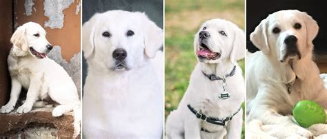 Also called white europeans, white goldens, or platinum retrievers, these dogs are we refer to white or light color pups as english because the british kennel club accepted cream as an acceptable color in 1936, while the american. English Cream Golden Retriever Breeders | Treasure Goldens ...